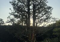 IMG_4319_Original