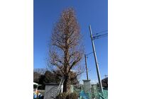 IMG_4546_Original
